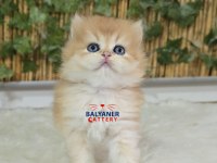 Safkan British Longhair Erkek Golden renkli yavru