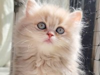 Harika British longhair Golden yavrularımız