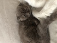 Sevimli dostum duman scottish fold