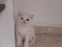 British Shorthair ve Scottish Fold Yavrular