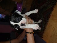 2 aylık fransız bulldog yavruları 7 tane 3 dişi 4 erkek