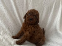 Red brown toy poodle erkek dişi