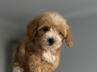 Daha iki aylık cavapo toy poodle
