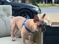 Fransız Bulldog yavrularımız