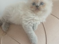 Güzeller güzeli chinchilla oğluşum yuvasını arıyor