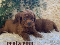 KOREAN TOY POODLE YAVRULARI