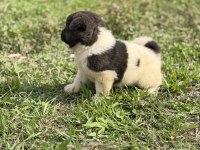 Safkan amerikan akita yavrular