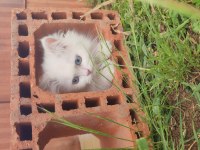 4 aylık yavru british shorthair kedimiz
