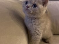 Gri renk ayı suratlı british shorthair