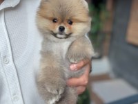 Pomeranian boo teddy face erkek yavrumuz