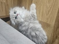 Peluş oyuncak gibi scottish fold longhair
