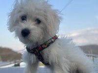 Dünya tatlı oglum maltese