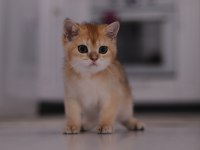 Şecereli Safkan British Shorthair Ny11 Erkek Yavru