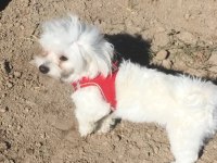 18 aylık maltese terrier