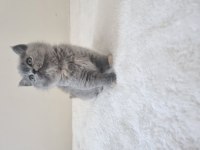 Safkan British Shorthair Nadir Renk Three Colour ve Bicolour