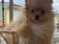 Pomeranian boo köpeğimiz