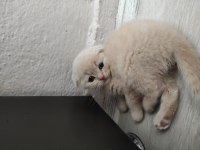 Scottish Fold ve Blue Point sahibinden kediler