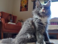 Dernek Kayıtları Yapılmış Safkan Şecereli Maine Coon