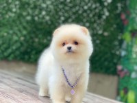 Orijinal Pomeranian Boo Yavrumuz