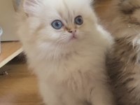 Golden point British longhair erkek
