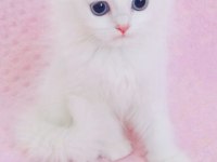 Kar beyaz british longhair mavi gözlü yakışıklı