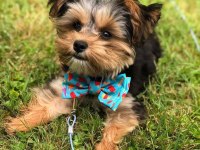 Teacup yorkshire terrier