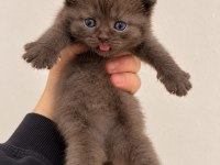 A KALİTE EŞSİZ GÜZELLİKTE KEDİLER (REZERVE ILANIDIR)