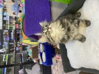 Brıtısh longhair tabby yavru