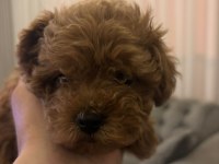 Toy poodle kore dişi yavrumuz satılıktır bilgi için dm