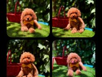 Toy Poodle Yavrularımız Ömürlük Aileleri Bekliyor