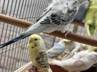 Muhabbet hint bülbüllü Java ispinozu yavru takımlari
