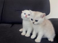 2 aylık scottish Fold