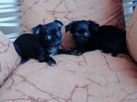 Şivava köpeklerimiz acil yuva arıyorlar