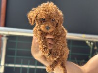 Ankaranın en seçkin kore toy poodle yavruları