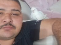 Evcil Sultan Papağanı