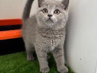 Irk Ve Sağlık Garantili British Shorthair