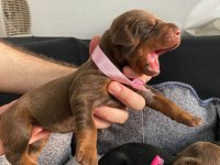 Şecereli doberman