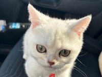 3 AYLIK YAVRU SCOTTİSH KEDİMİZ