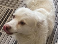 Köpeğimizi sahiplendirmek istiyoruz