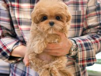 Seker kivaminda cok ozel toy poodle bebeklerimiz