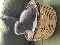 Çok minnoş sevimli scottish fold yavrumuz