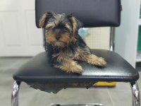 3.5 aylık dişi yorkshire terrier