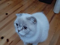 10 aylık scottish fold
