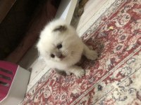 Dişi Blue Point Scottish Fold alırım kulak sahibinden