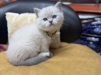 Lynx point erkek british shorthair