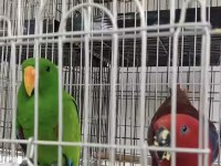 Resmi belgeli yavru eclectus papağanları