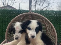 Zeka küpü border collie