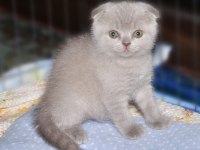 2 Adet Scottish Fold 1 Adet British