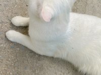 british shorthair 1 yaşında