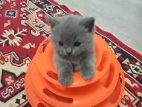 1.5 Aylık 4 tane saf British Shorthair yavrularımız